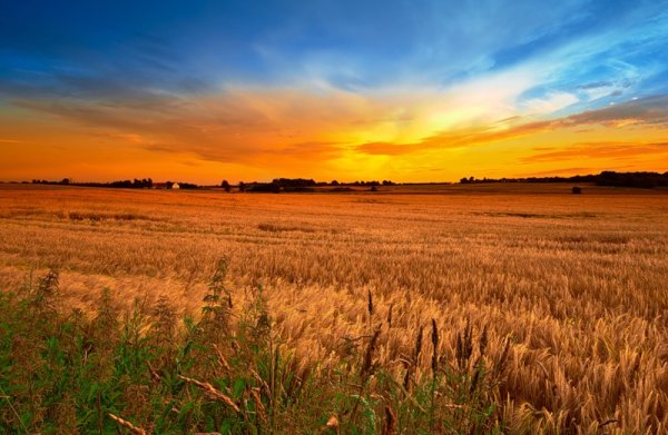 Пшеничное поле на рассвете