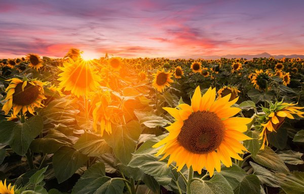 Подсолнуховое поле