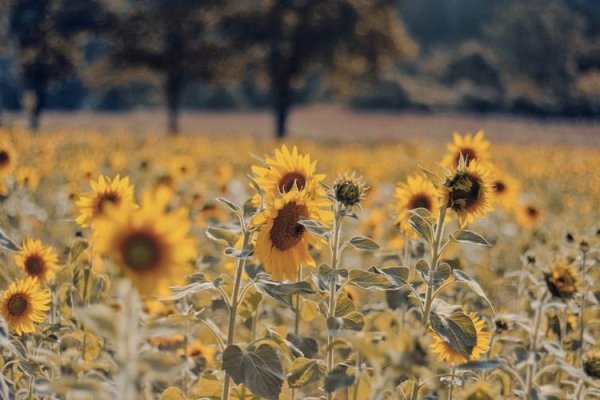 Подсолнух в руке