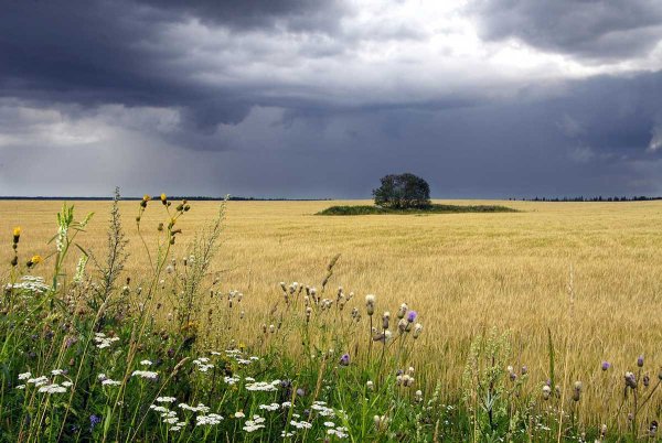 Перед грозой
