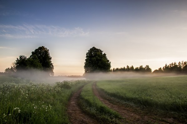 Утреннее поле в тумане