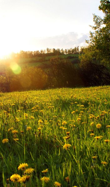 Весенний луг