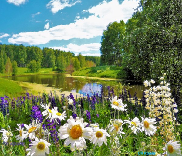 Летняя природа