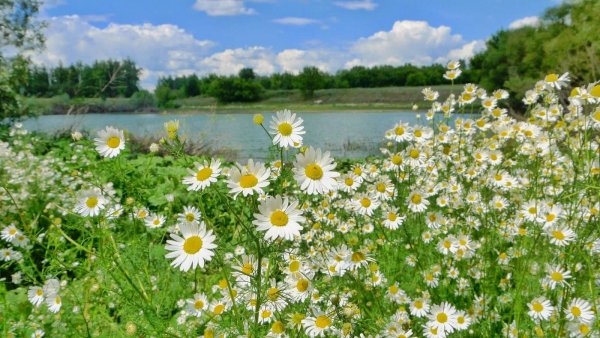 Июнь природа