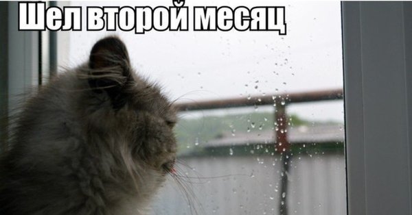 Смешные фразы про Холодное лето