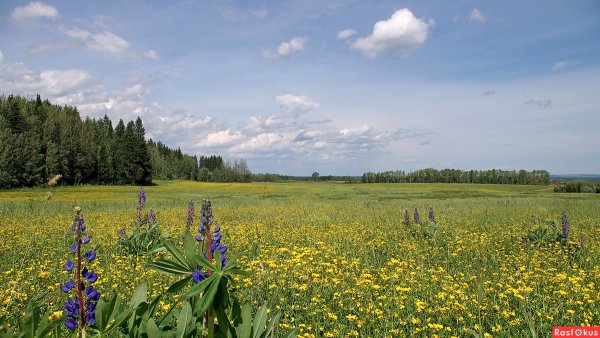 Родной край Оренбургская область