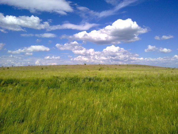 Оренбург область поля