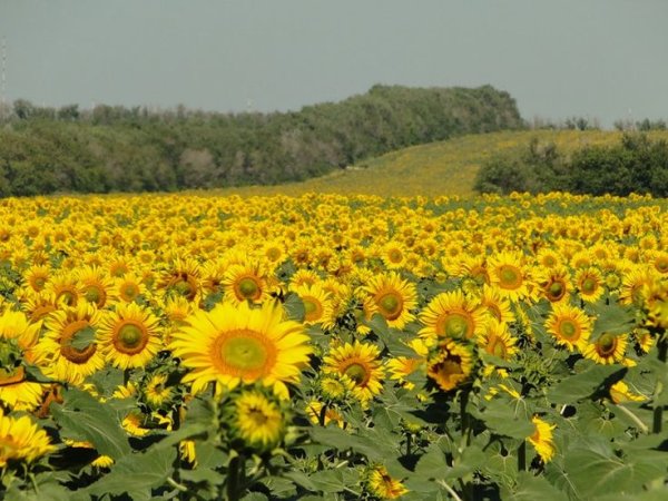 Подсолнухи Оренбург