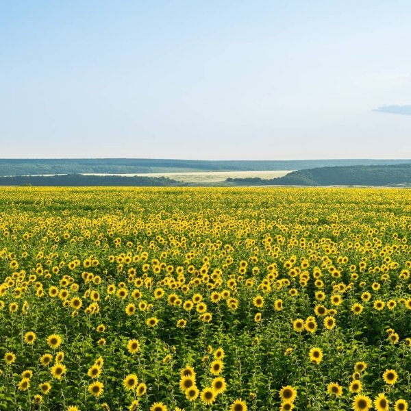 Подсолнуховое поле Самара