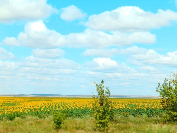 Родной край Оренбургская область