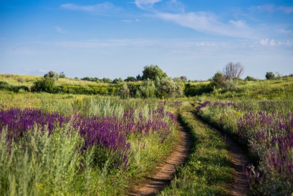 Ландшафты Оренбургской области