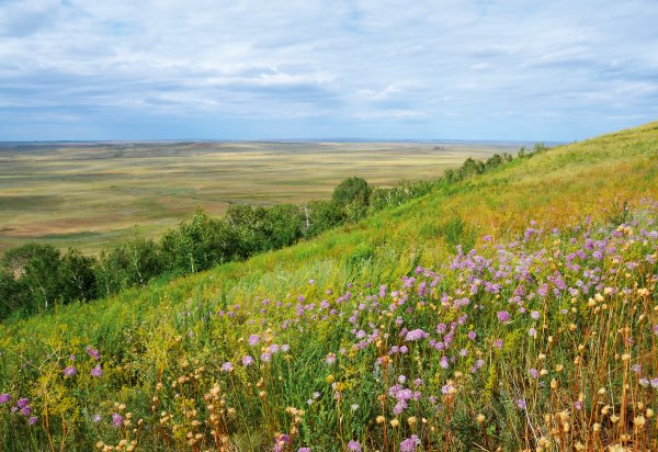 Родные просторы природа Оренбургского края