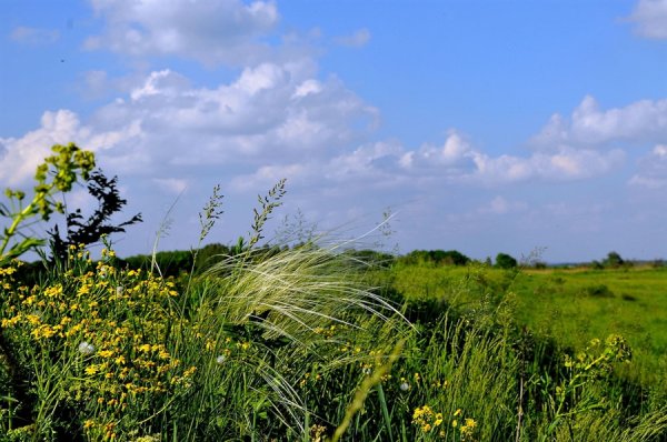 Природа степь Оренбург