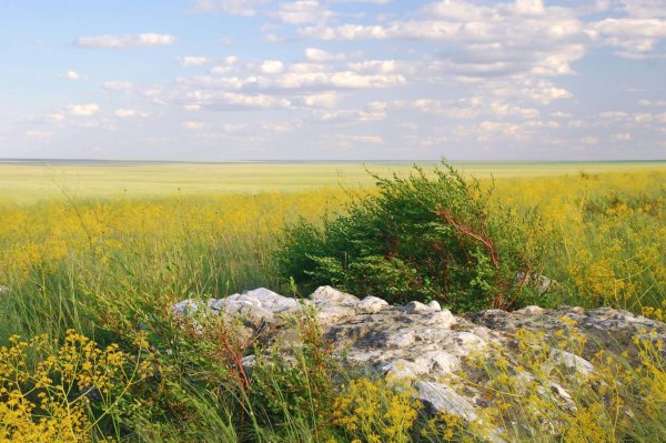 Степи Северного Оренбурга