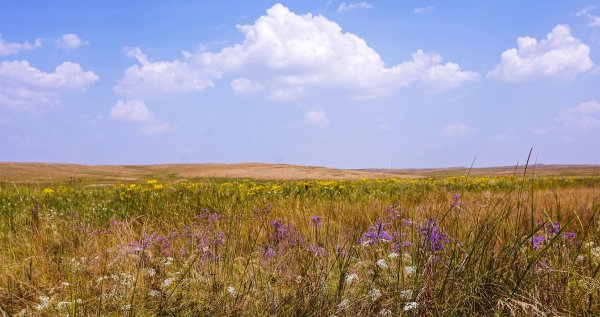 Оренбург деревья степи лето