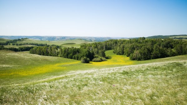 Донская степь разнотравье