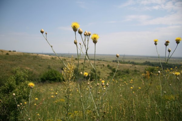 Разнотравье Донской степи