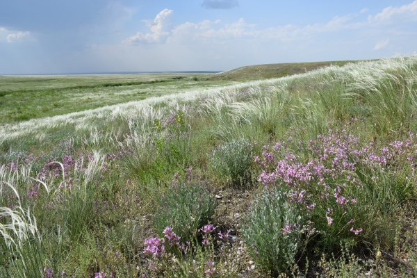 Ямская степь заповедник