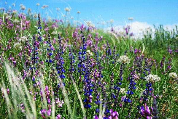Степи Оренбургской области