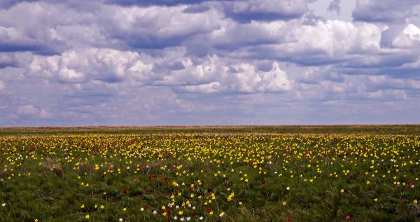 Поля Оренбуржья