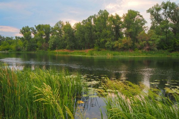 Оренбургская степь тюльпаны Шренка