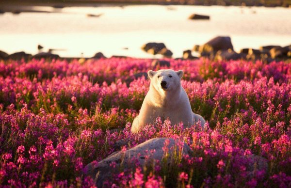Весна в Арктике