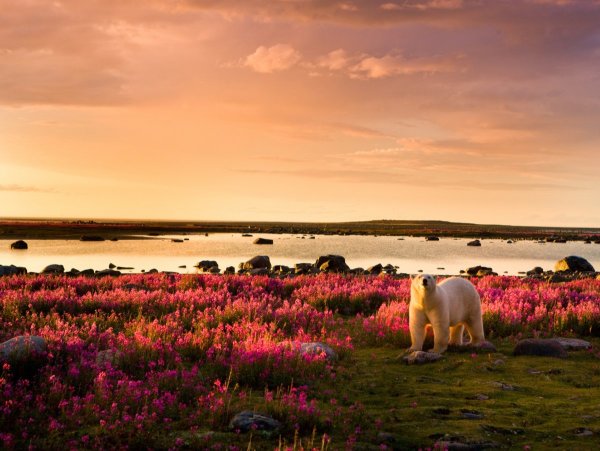 Природа Арктики и тундры