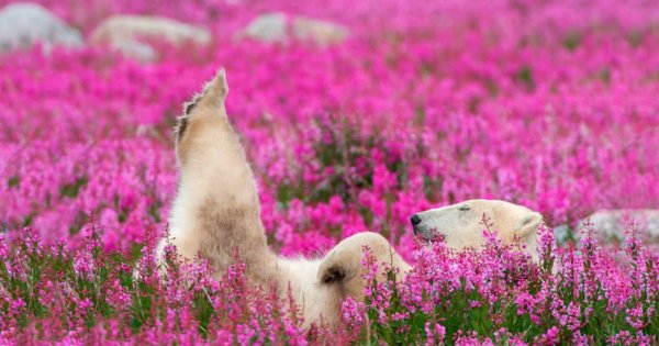 Белый медведь в Иван чае