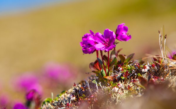 Арктическая тундра растения Иван чай