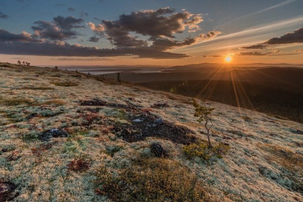 Сопки, тундра Кольский полуостров лето