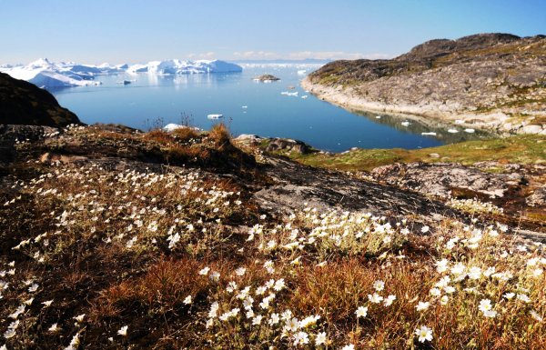 Остров Гренландия растительность