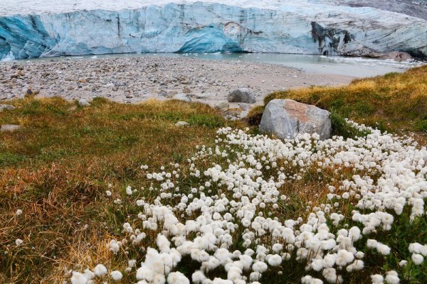Арктическая Мохово-лишайниковая тундра