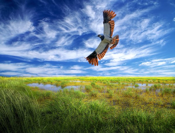 Ястреба, парящего над полем,