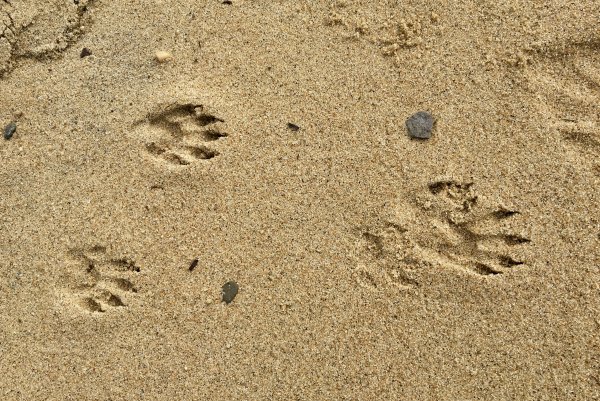 Следы собаки на песке