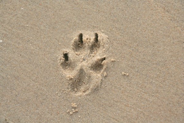 Следы животных на песке