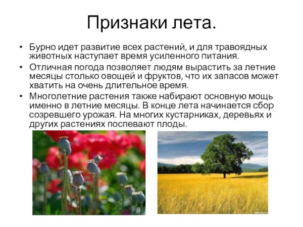Лето признаки лета