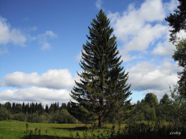 Ель Сибирская Крылов