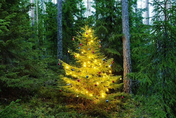 Пихта Сибирская аллея