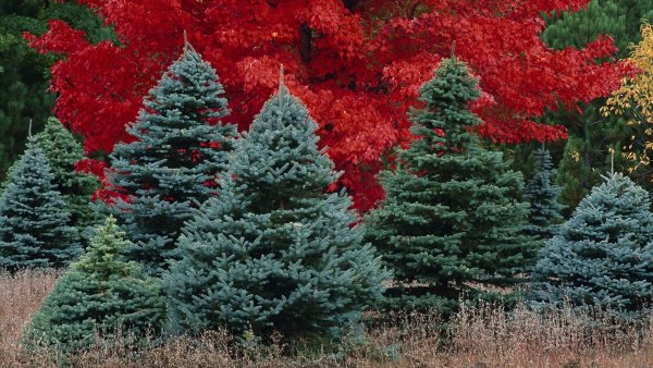 Лес на прозрачном фоне