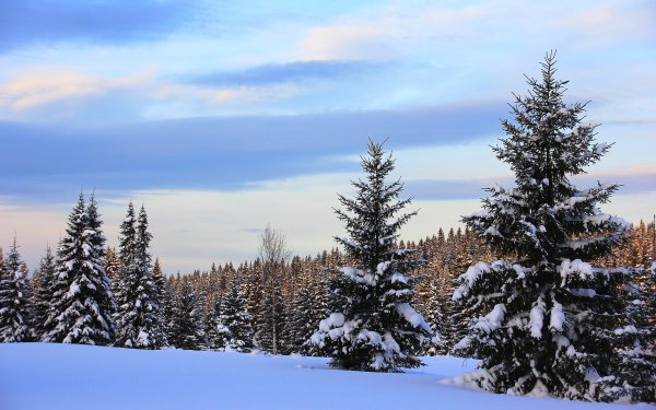 Picea Abies tabuliformis