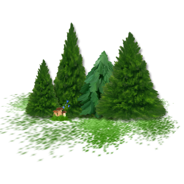 Елка пихта сосна кедр