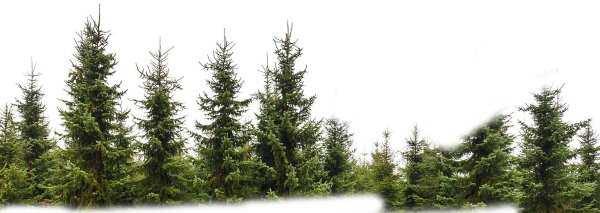 Ель мультяшная