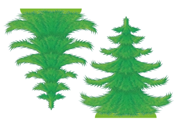 Ель Сибирская шишечки