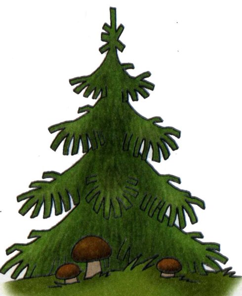 Клипарт сосна по классам возраста PNG