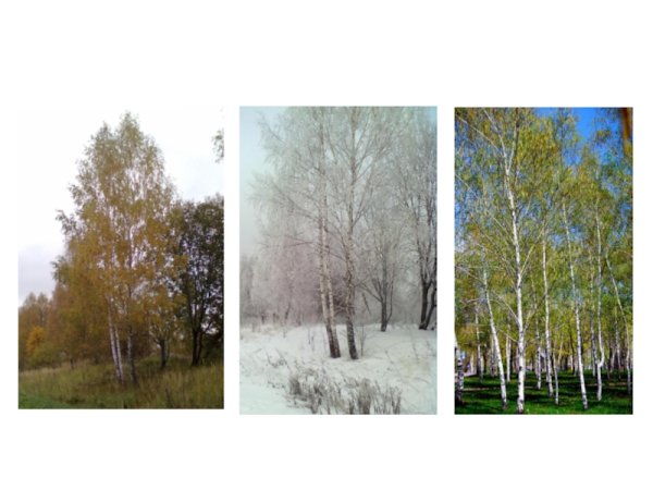 Дерево зимой и летом