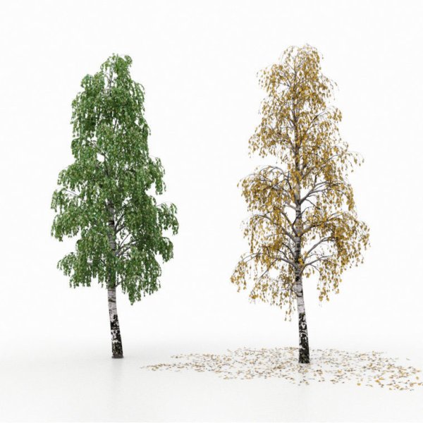 Береза летом и осенью