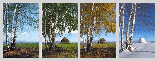 Береза зимой и летом