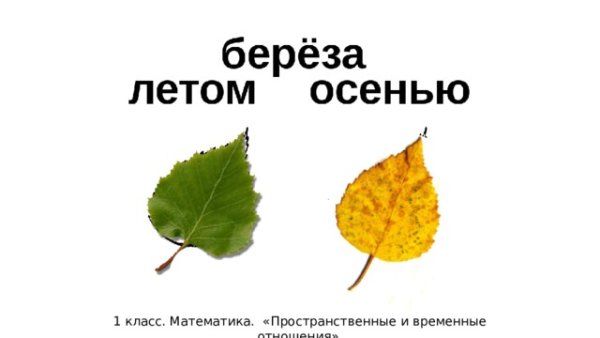 Лист березы летом и осенью