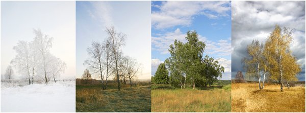 Береза по временам года