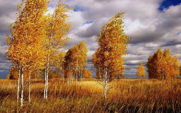 Береза осень